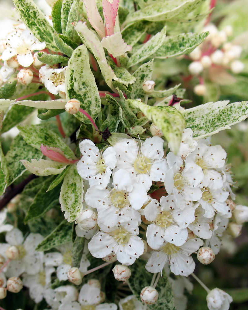 Спирея Вангутта `Катпан`, Spiraea vanhouttei `Catpan`(`Pink Ice ...